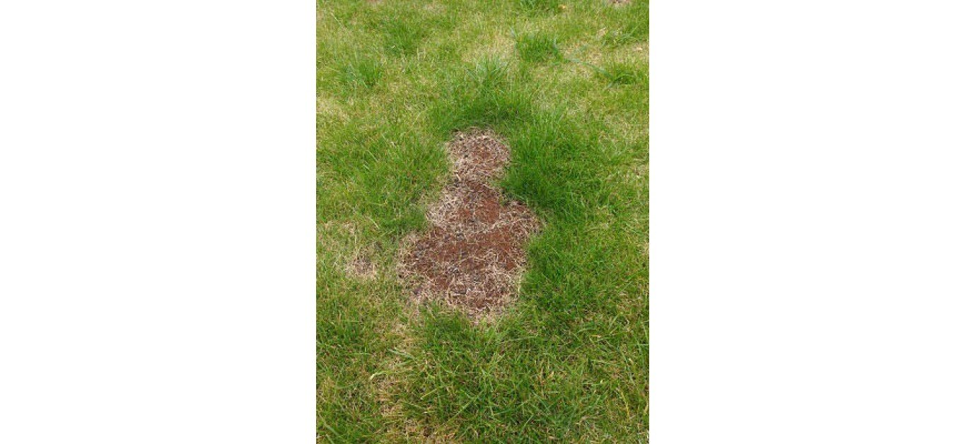 Repairing lawn grass with SF60 Biochar Super Compost