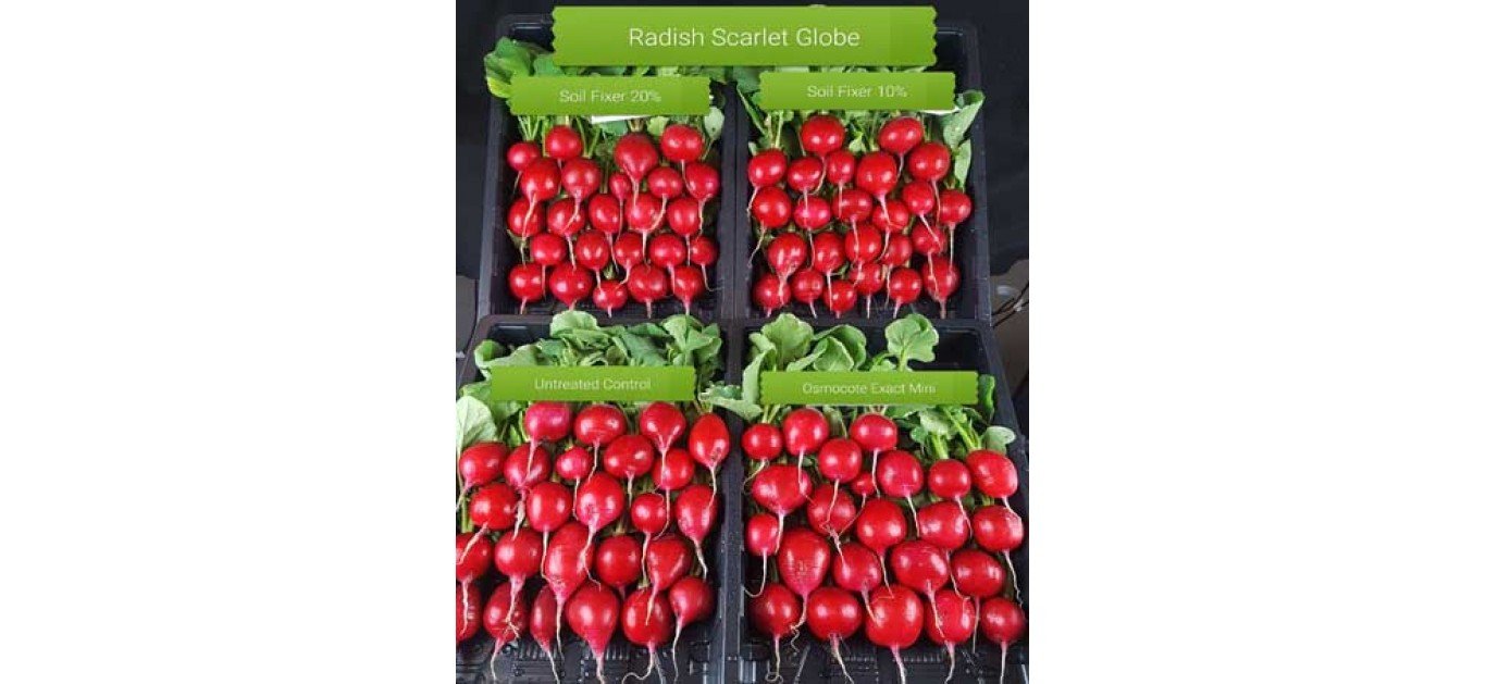 Basil and radish plant growth results (Jason Daff, spring 2017)