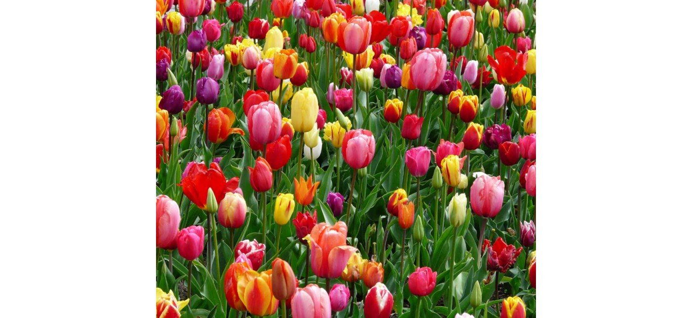 Planting bulbs this September