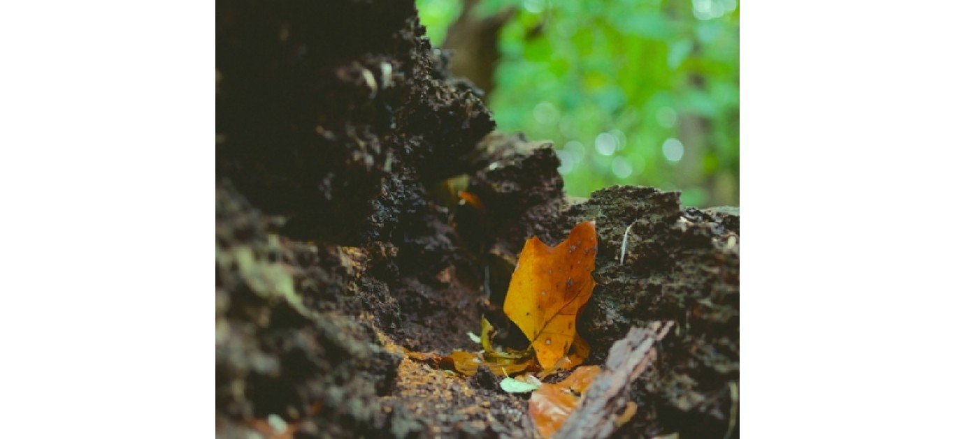 The big Autumn clear up – your next compost heap