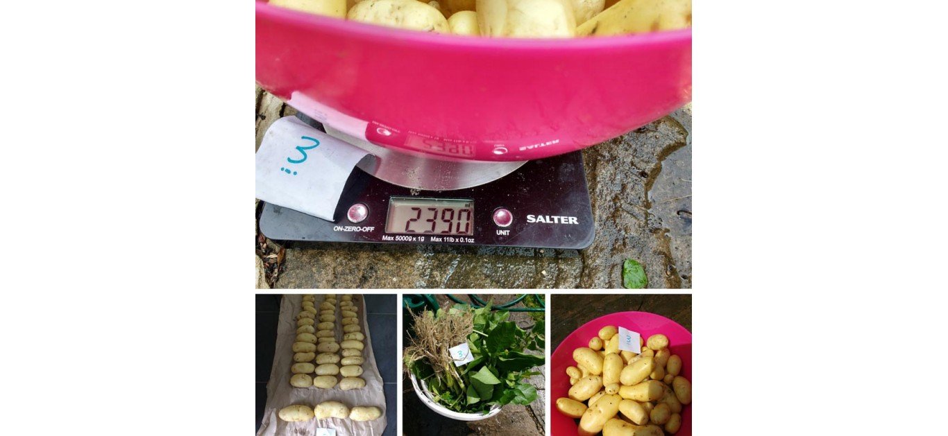 Improving Potato Crop Yield – Test Results