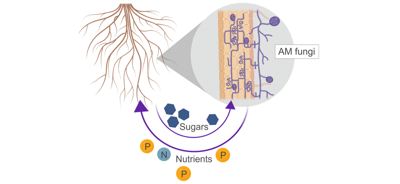 Soil Probiotics - the use of probiotics to improve soil health and crop yields