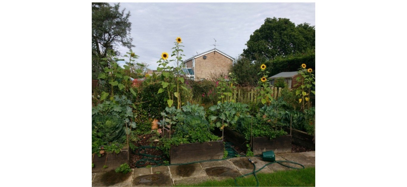 Giant Sunflowers using biochar super compost