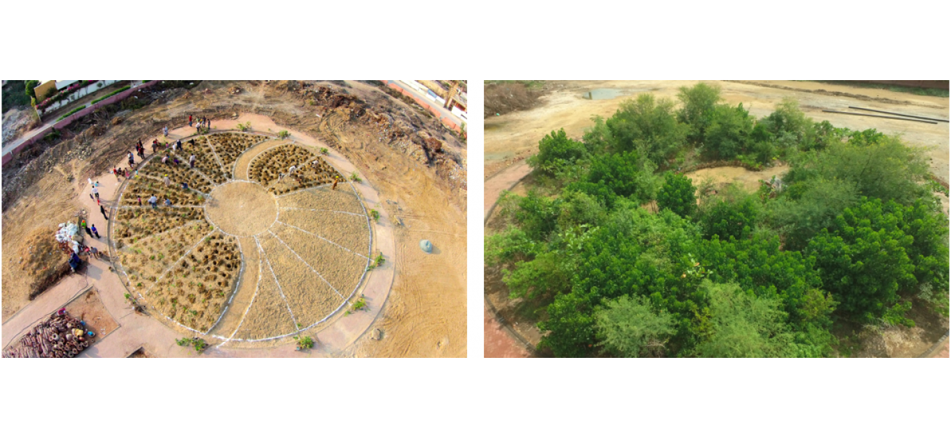 Creating local urban forests using the Miyawaki method