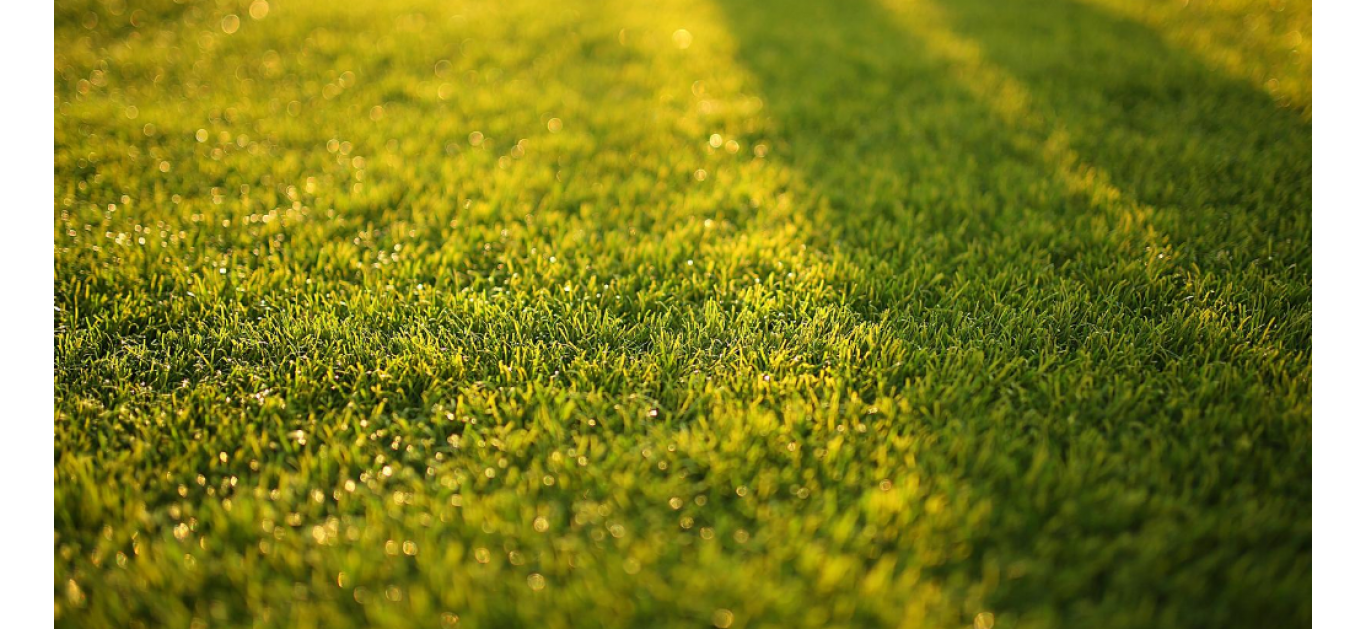 Autumn lawncare for healthy turf next spring