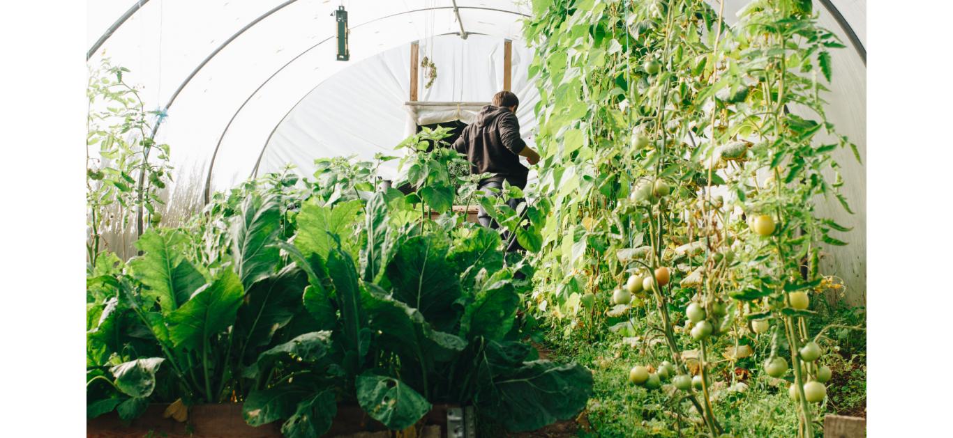 What is the best organic fertiliser?