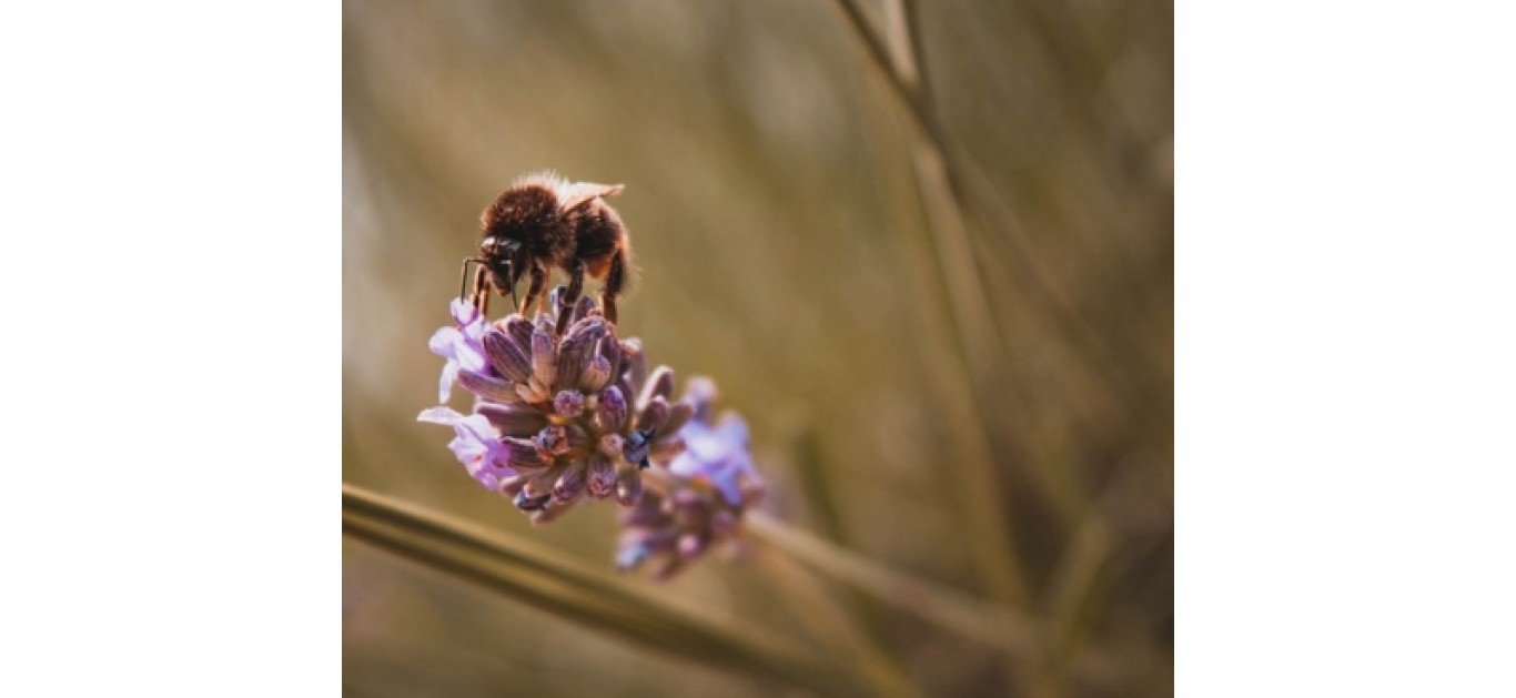 Encouraging wildlife in your garden