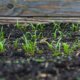 Local soil and converted to black soil