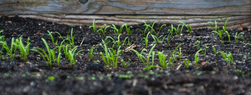 Local soil and converted to black soil