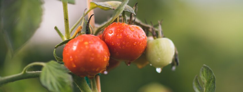 Are SoilFixer products organic