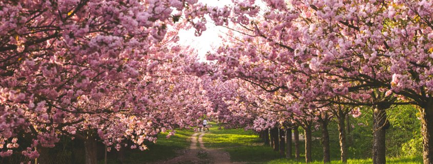 Biochar for trees and woodlands