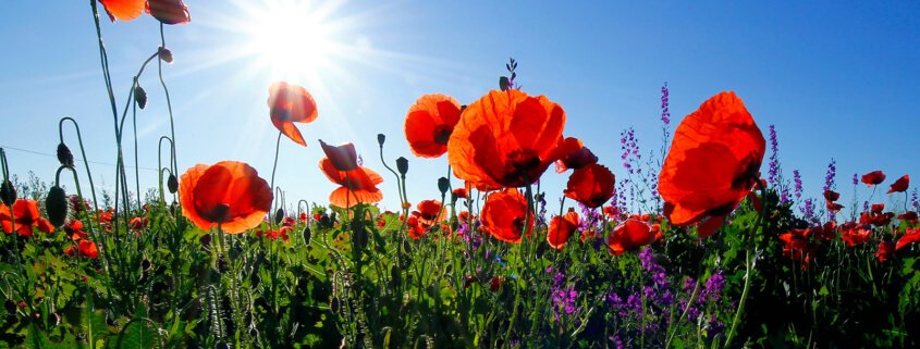 Biochar mitigates (offsets) climate change