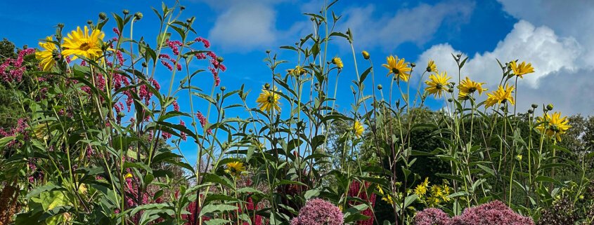 Biochar - The non-starters