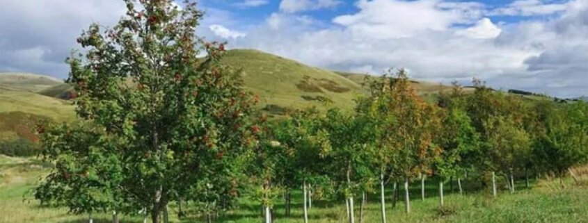 Biochar to Improve Tree Growth and Survival In Woodlands