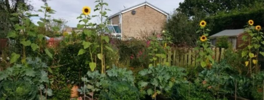 Giant Sunflowers using biochar super compost
