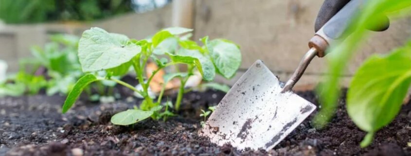 Making a fantastic raised bed, container compost mix