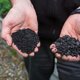 Which biochar should you buy