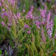 The Autumn Essential for Healthier Soil