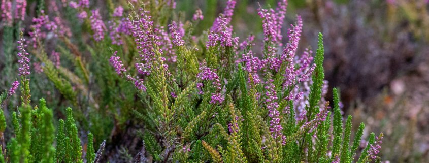 The Autumn Essential for Healthier Soil