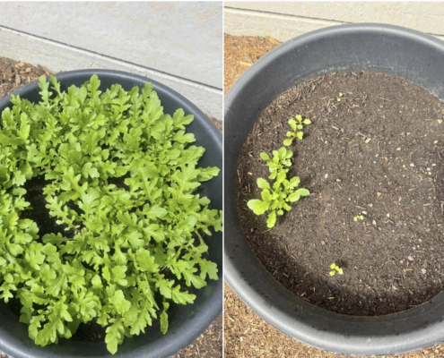 SF40 biochar compost compared with standard organic garden centre compost showing faster rocket growth